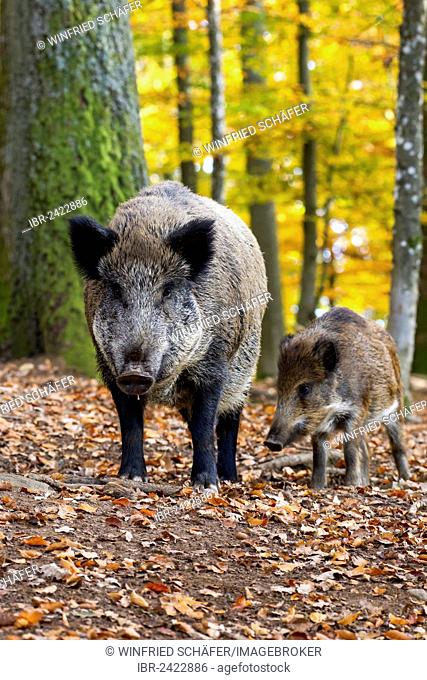 Wild Boars (Sus scrofa), Wildpark Daun game reserve, Vulkaneifel district, Rhineland-Palatinate, Germany, Europe