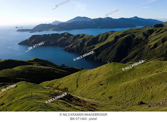 Hilly green landscape in Marlborough Sounds, Okuri Bay, Marlborough, South Island, New Zealand