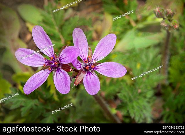 Schierlings-Reiherschnabel 'Erodium cicutarium'