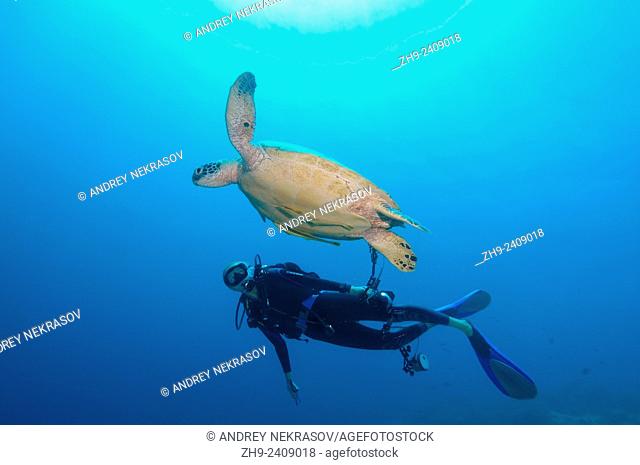 Diver looking at a green sea turtle, green turtle, black sea turtle, or Pacific green turtle (Chelonia mydas) Bohol Sea, Philippines, Southeast Asia