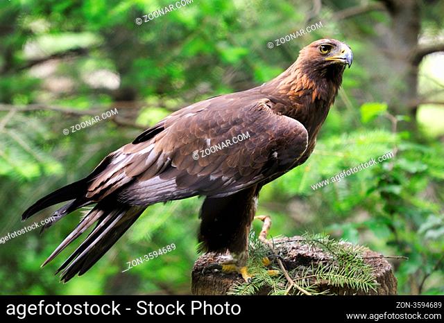 Steinadler in Wisentgehege Springe.Golden Eagle