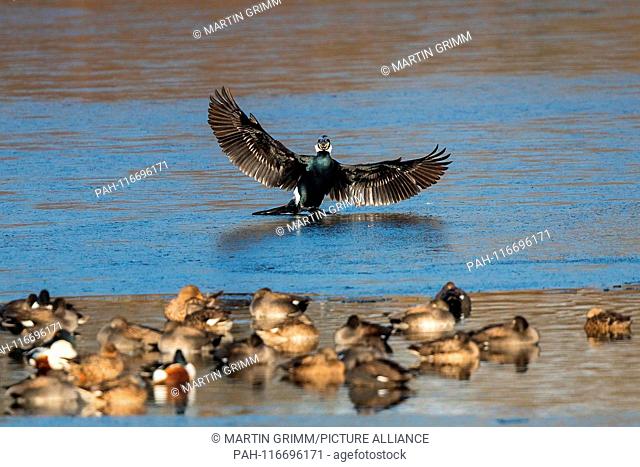 Great Cormorant (Phalacrocorax carbo), adult landing with spread wings on icy surface on frozen lake with waterfowl, Baden-Wuerttemberg