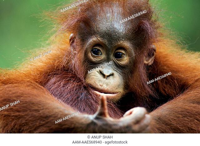 Bornean Orangutan female baby 'Petra' aged 12 months - portrait (Pongo pygmaeus wurmbii). Camp Leakey, Tanjung Puting National Park, Central Kalimantan, Borneo