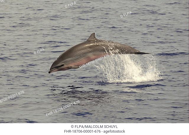 Fraser's Dolphin Lagenodelphis hosei adult, porpoising, surfacing from water, Maldives, march