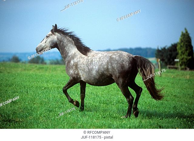 Arravani horse - trotting on meadow