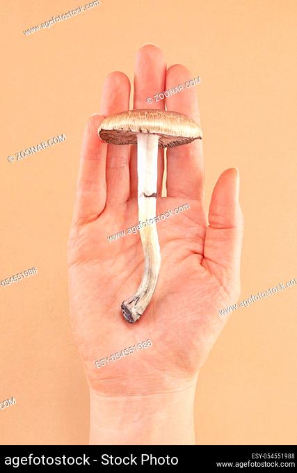 Fresh psilocybe cubensis on female hand. Hallucinogenic psychedelic mushroom. Alternative medicine
