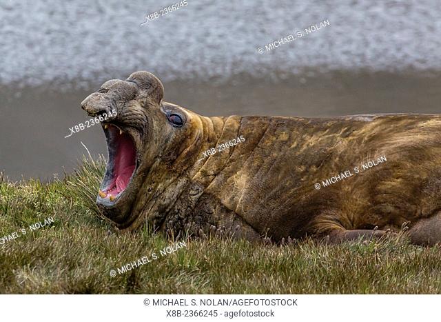 Southern elephant seal bull, Mirounga leonina, in Stromness Harbor, South Georgia, UK Overseas Protectorate