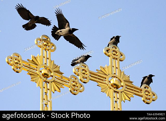 RUSSIA, ST PETERSBURG - 26 de octubre de 2023: Los cuervos se sientan sobre las cúpulas superiores de la iglesia de la Corte de la Resurrección en el Gran...
