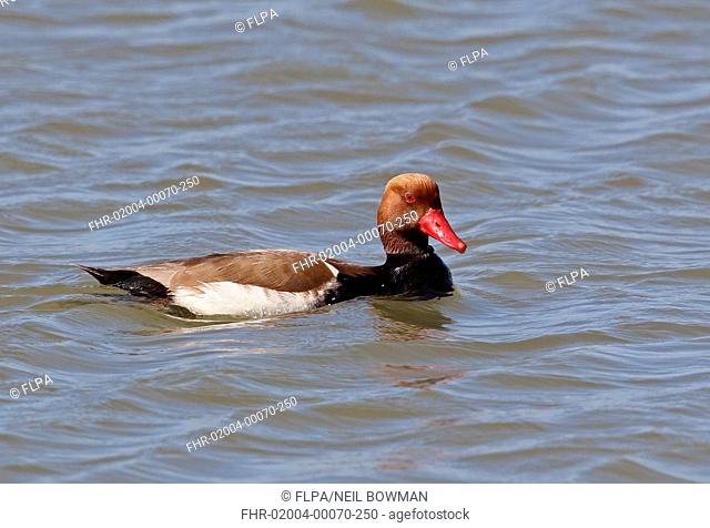 Red-crested Pochard (Netta rufina) adult male, swimming on lake, Coto Donana, Andalucia, Spain, May