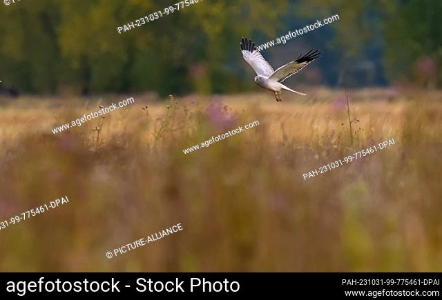 29 October 2023, Brandenburg, Großbeeren: 19.06.2023, Diedersdorf. A male hen harrier (Circus cyaneus) flies over a natural meadow in Diedersdorf, Brandenburg