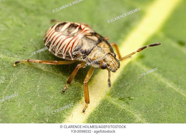 A Stink Bug (Podisus sp. ) nymph perches on a leaf