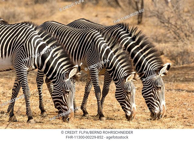 Grevy's Zebra (Equus grevyi) two adults and foal, feeding in semi-desert dry savannah, Samburu National Reserve, Kenya, August