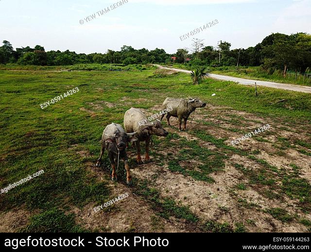 Three buffaloes stand together. Rural area near Malays Kampung