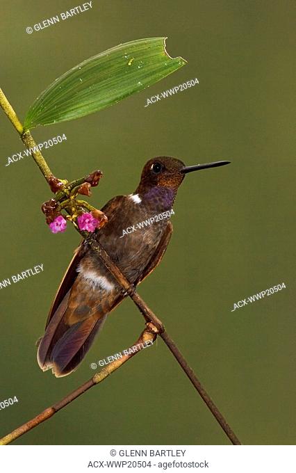 Brown Inca hummingbird Coeligena wilsoni perched on a branch in the Tandayapa Valley of Ecuador
