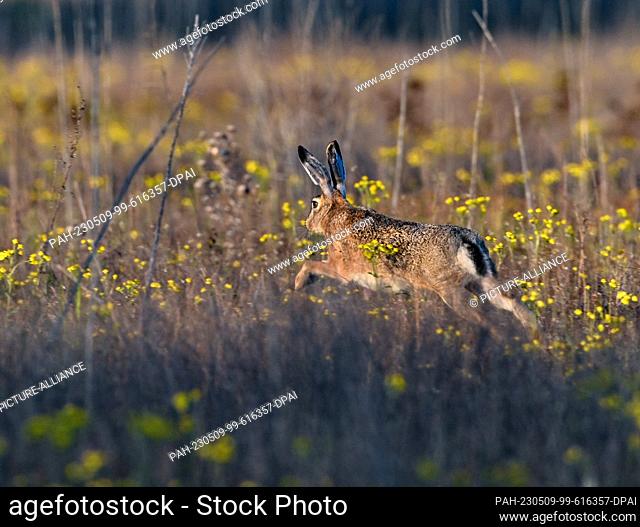 08 May 2023, Brandenburg, Sieversdorf: A brown hare (Lepus europaeus) jumps through a field in the light of the evening sun