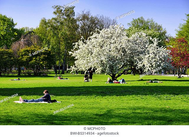 Alster meadows with people resting under blooming trees at the Aussenalster at Harvestehude, Germany, Hamburg