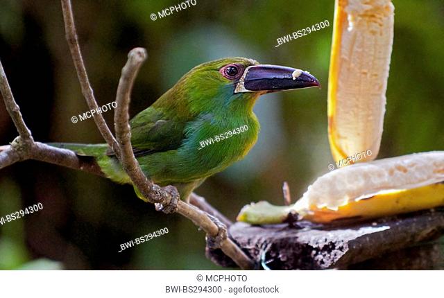 crimson-rumped toucanet (Aulacorhynchus haematopygus), sitting on branch at a feeding place, Ecuador, Mindo