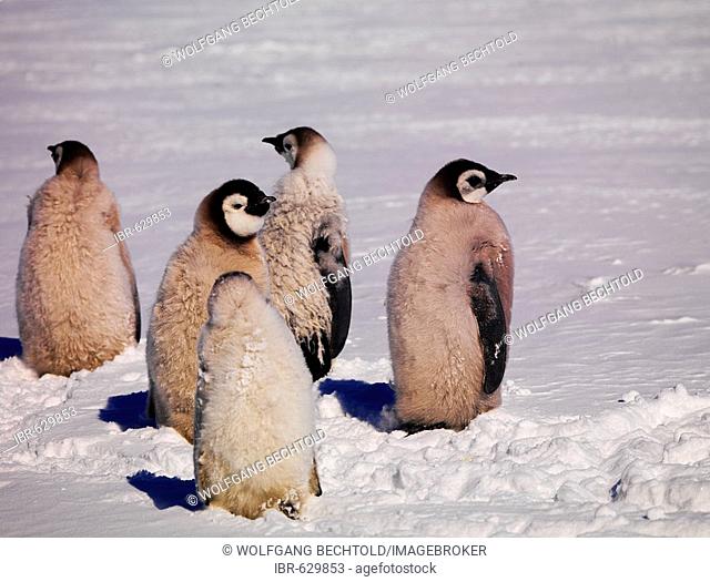 Emperor Penguins (Aptenodytes forsteri) at Cape Washington, Antarctic