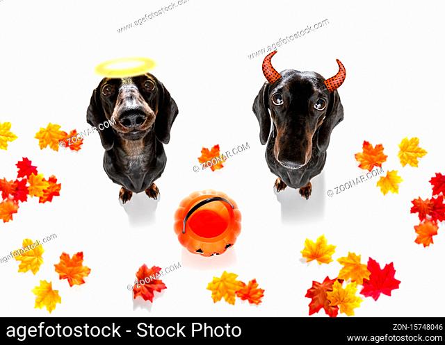dachshund sausage dog sit as a ghost for halloween sitting  at with pumpkin lantern or light , scary and angel with halo spooky right or wrong , good and bad