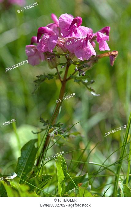 Long-Nosed Lousewort (Pedicularis rostratocapitata), blooming, Austria