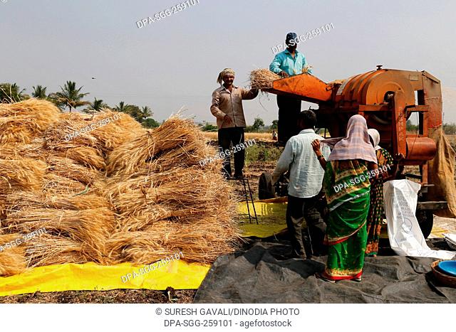 Wheat crop threshing, Chinchani, Maharashtra, India, Asia