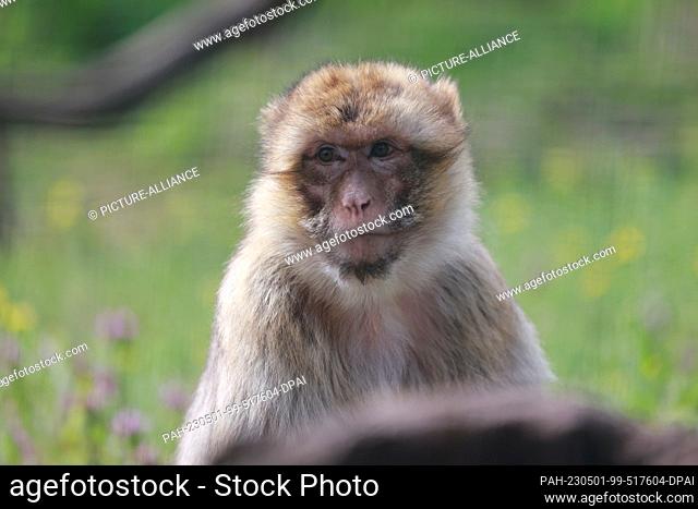 01 May 2023, Saxony-Anhalt, Aschersleben: A Barbary ape sits in its enclosure at Aschersleben Zoo. For the 50th anniversary at the Aschersleben Zoo