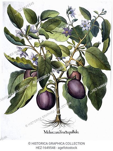Aubergine, 1613. Melanzana fructu pallido. From Hortus Eystettensis by Basil Besler (1561-1629), published in 1613