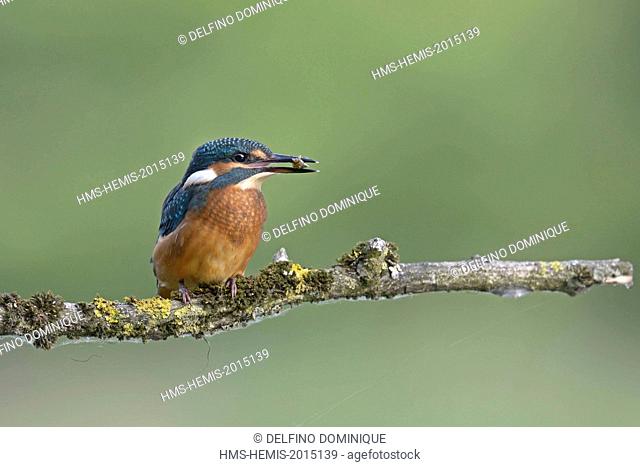 France, Doubs, natural area for Allan to Brognard, Kingfisher (Alcedo atthis), young of the year on his perch hunting
