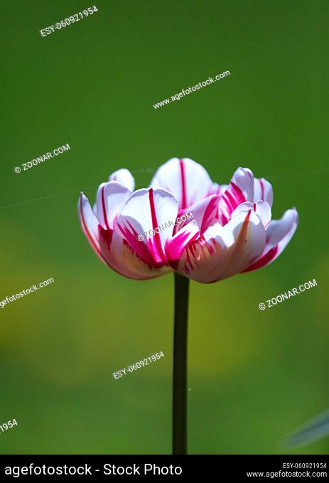 blooming tulip with white petals with purple streaks