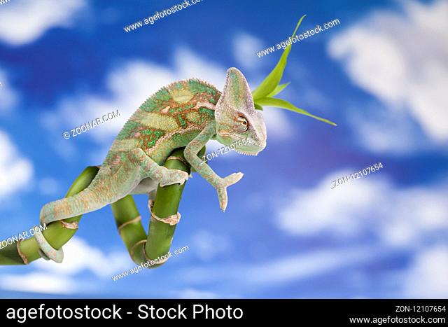 Green chameleon, lizard on sky background