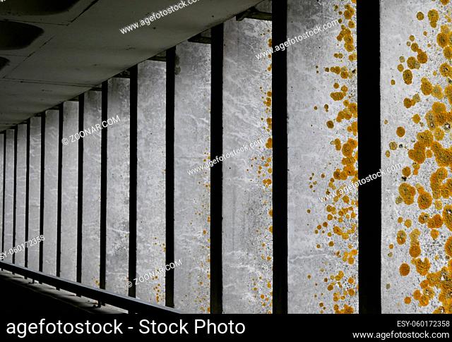 Vertical concrete pillars with yellow lichen moss growth and grey ceiling above. High quality photo