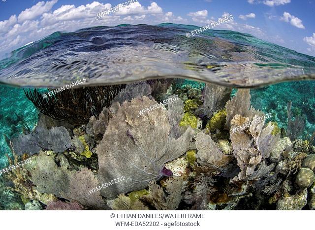 Caribbean Coral Reef with Venus Sea Fan, Gorgonia flabellum, Turneffe Atoll, Caribbean, Belize