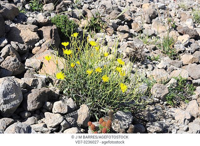 Lechuguilla falsa (Launaea fragilis) is a perennial herb native to eastern Spain and northwestern Africa. This photo was taken in Cabo de Gata Natural Park