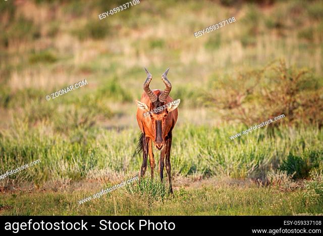 Red hartebeest starring at the camera in the Kgalagadi Transfrontier Park, South Africa
