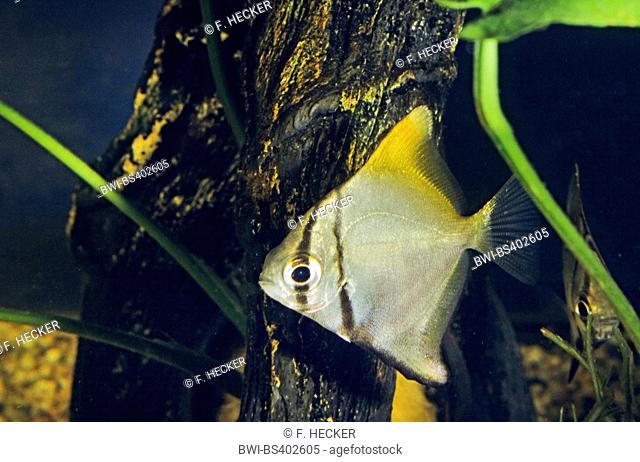 Silver mono, moonfish, Diamondfish, Fingerfish, Kilefish, Butter-bream, Silver moony (Monodactylus argenteus, Chaetodon argenteus, Acanthopodus argentus)