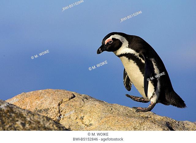 jackass penguin, African penguin, black-footed penguin (Spheniscus demersus), walking on rock, South Africa, Cape Province, Simons Town