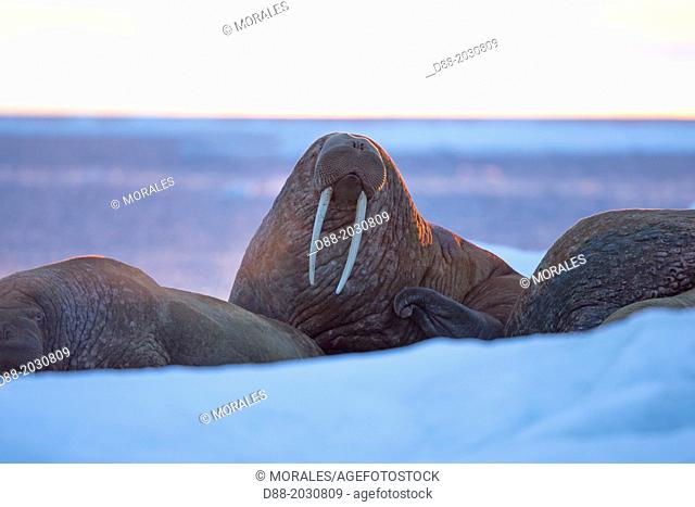 Russia, Chukotka autonomous district, Wrangel island, Pack ice, Pacific walrus Odobenus rosmarus divergens, resting on ice floe