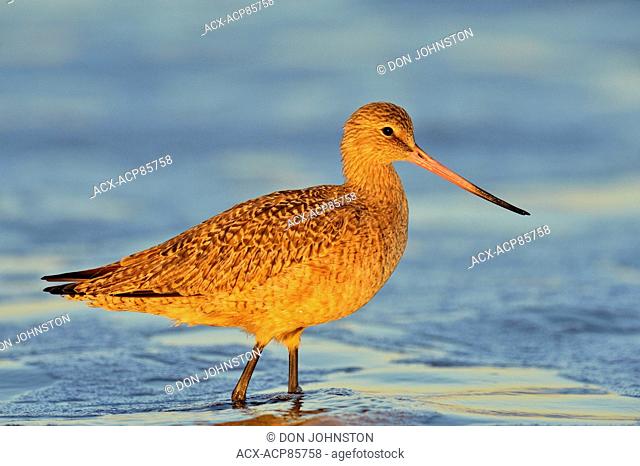 Marbled Godwit (Limosa fedoa) foraging at low tide on sandy beach, Morro Bay, California, USA