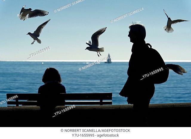 Europe, France, Alpes-Maritimes, Cannes. Seagulls by the sea