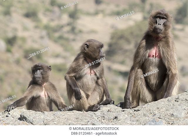 Africa, Ethiopia, Rift Valley, Debre Libanos, Gelada or Gelada baboon (Theropithecus gelada), group of females with babies
