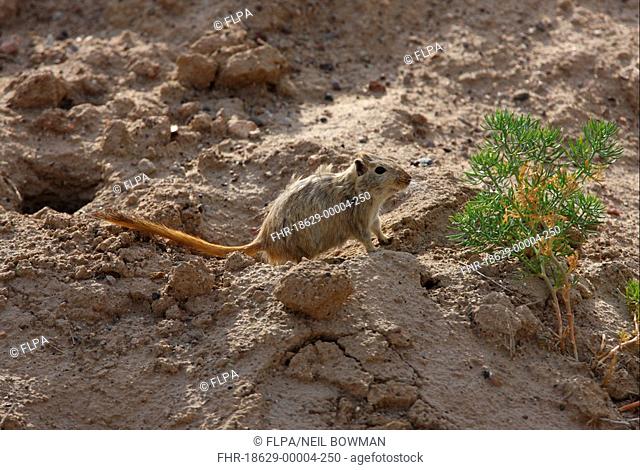 Great Gerbil Rhombomys opimus adult, leaving burrow, Almaty Province, Kazakhstan, june