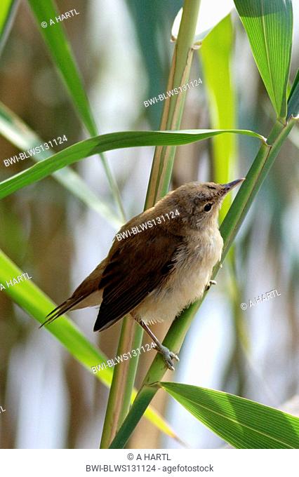 reed warbler Acrocephalus scirpaceus, fully fledged young bird on reed, Germany, Bavaria, Staffelsee