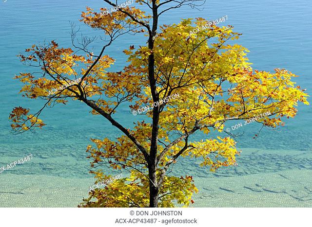 Maple trees along the shore of Lake Mindemoya, Manitoulin Island, Ontario, Canada