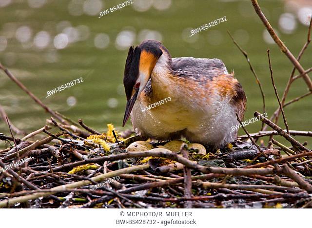 great crested grebe (Podiceps cristatus), at the nest with eggs, Germany, Baden-Wuerttemberg