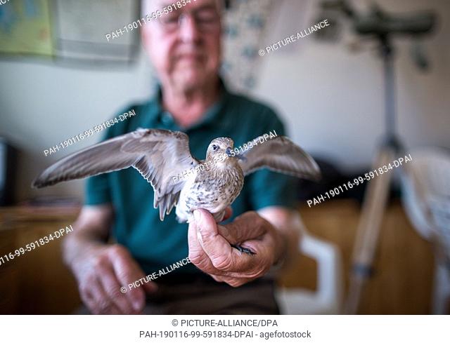 05 September 2018, Mecklenburg-Western Pomerania, Malchow (poel): A Knuttstrandläufer is measured and ringed by Horst Zimmermann on the bird protection island...
