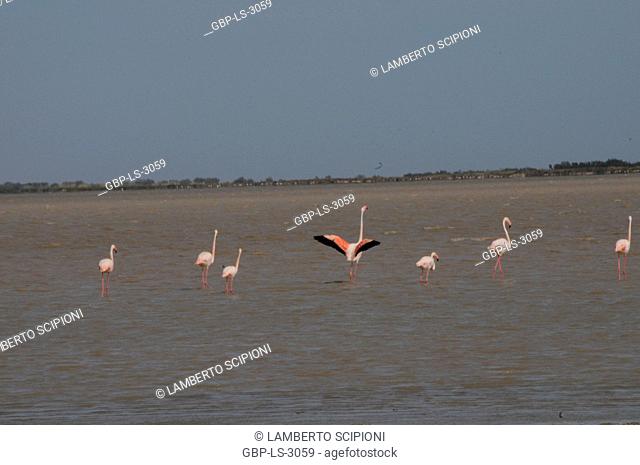 Birds, flamingos, Lake, Étang de Vaccarès, 2017, Saint Marie de la Mer, Camargue, France