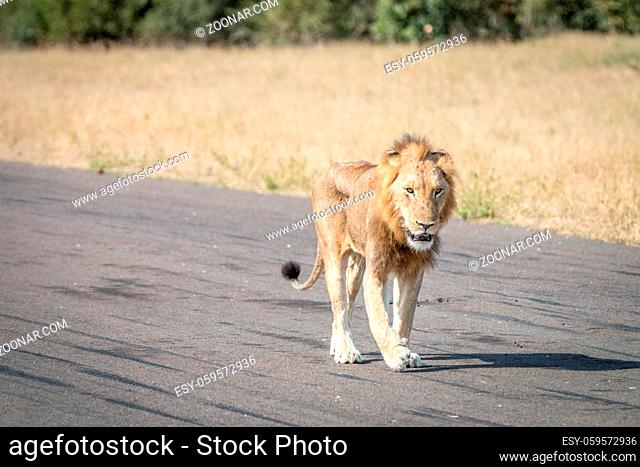 A Lion walking on the airstrip in the Sabi Sand Game Reserve, South Africa