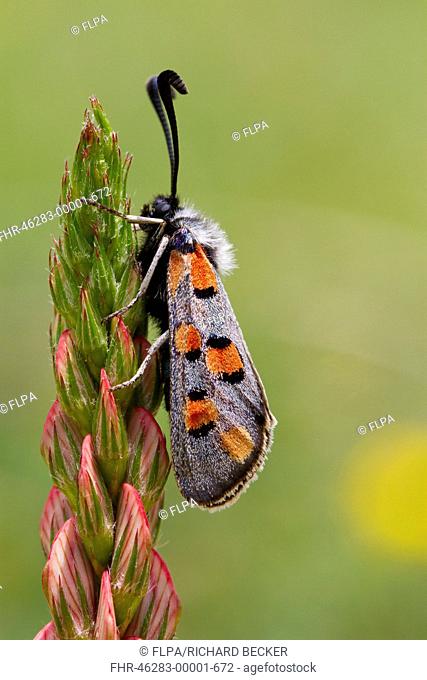 Burnet Moth (Zygaena rhadamanthus) adult, resting on Sainfoin (Onobrychis viciifolia) flowerspike, Ariege Pyrenees, Midi-Pyrenees, France, June