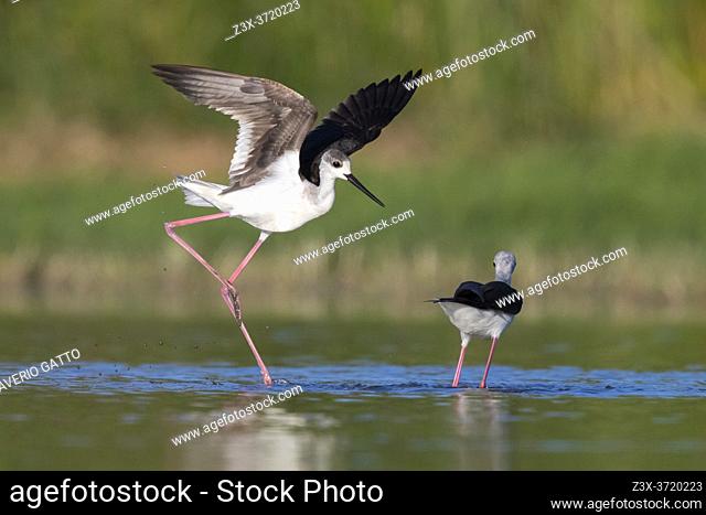 Black-winged Stilt (Himantopus himantopus), 2nd cy juvenile spreading its wings, Campania, Italy
