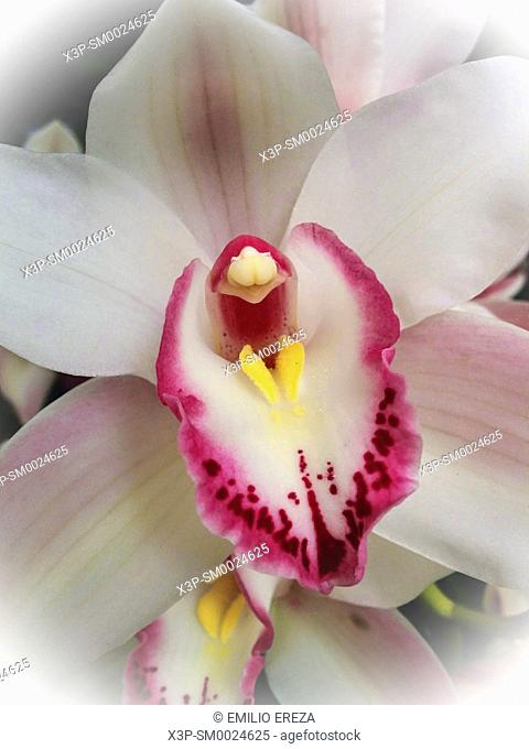 Orchid. Phalaenopsis